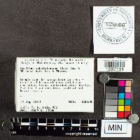 Media resource of Suillus subalutaceus