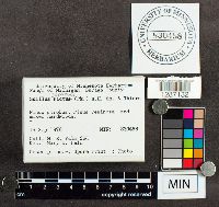 Suillus spraguei image