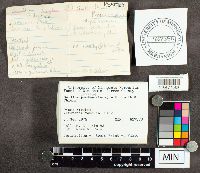 Suillus spraguei image