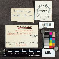 Suillus spraguei image