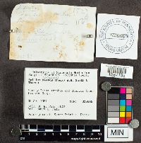 Suillus spraguei image