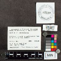 Suillus subalutaceus image