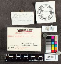 Suillus subaureus image