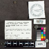 Suillus spraguei image