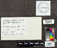 Suillus spraguei image