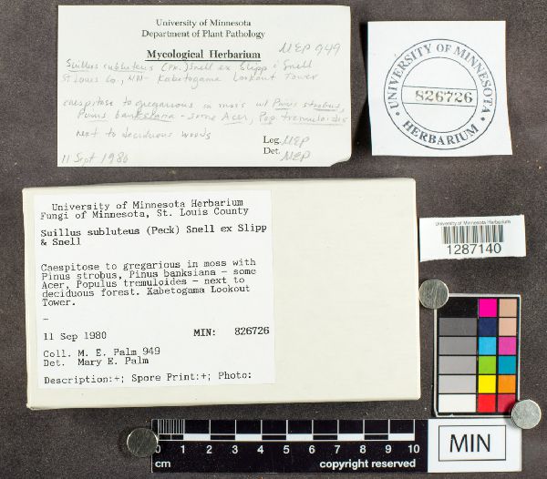 Suillus subluteus image