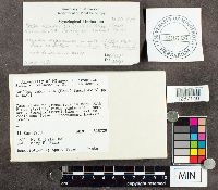 Media resource of Suillus subluteus