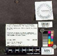 Suillus subluteus image