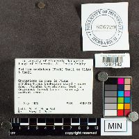 Suillus subluteus image