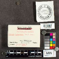 Suillus subluteus image