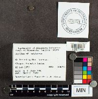 Suillus subluteus image