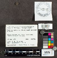 Suillus subluteus image