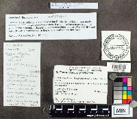 Suillus subaureus image