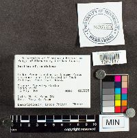 Suillus subluteus image