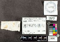 Suillus subluteus image