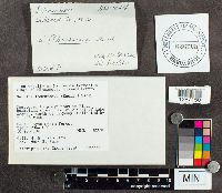 Suillus tomentosus image