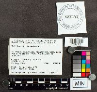 Suillus tomentosus image