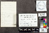 Suillus tomentosus image