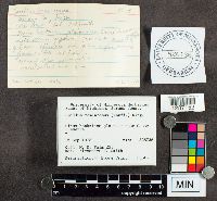 Suillus tomentosus image