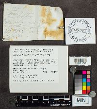 Suillus tomentosus image