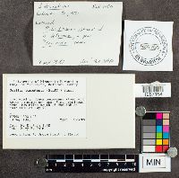 Suillus tomentosus image