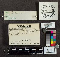 Suillus tomentosus image