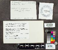 Suillus tomentosus image