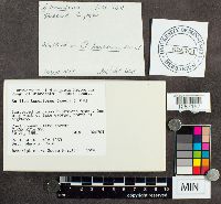 Suillus tomentosus image