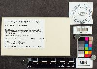 Suillus tomentosus image