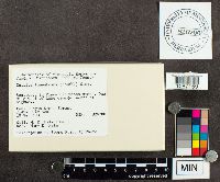 Suillus tomentosus image