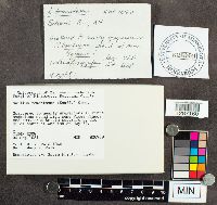 Suillus tomentosus image