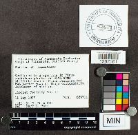 Suillus tomentosus image