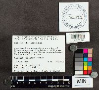 Suillus tomentosus image