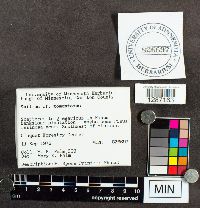 Suillus tomentosus image