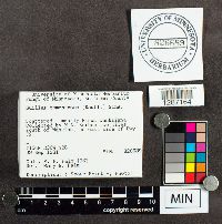 Suillus tomentosus image