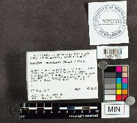 Suillus tomentosus image