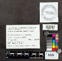 Suillus tomentosus image