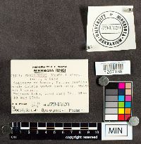 Suillus tomentosus image