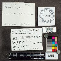 Suillus tomentosus image