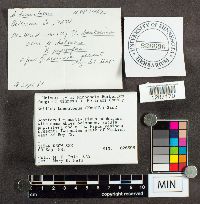 Suillus tomentosus image