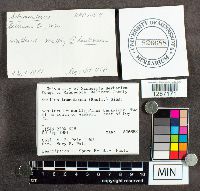 Suillus tomentosus image