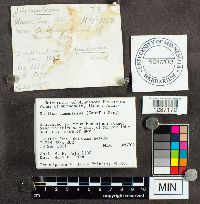 Suillus tomentosus image