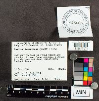 Suillus tomentosus image