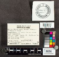 Suillus tomentosus image