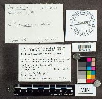 Suillus tomentosus image