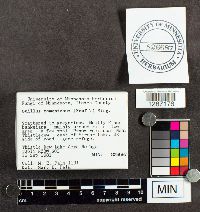 Suillus tomentosus image