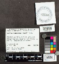 Suillus tomentosus image