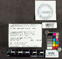 Suillus tomentosus image