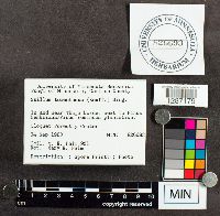 Suillus tomentosus image