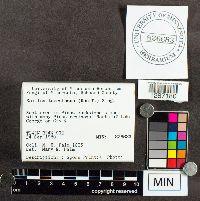 Suillus tomentosus image